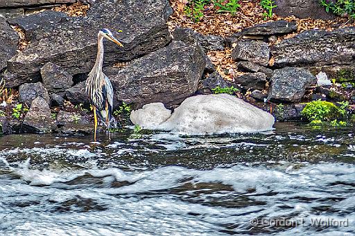 Heron Beside Foam_P1140440.jpg - Great Blue Heron (Ardea herodias) photographed along the Rideau Canal Waterway at Smiths Falls, Ontario, Canada.